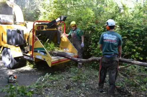 tree services Hobe Sound